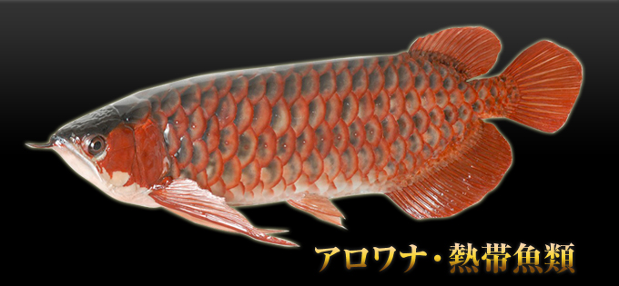 �A�����i��