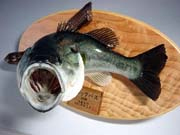 �Ǌ|���^�C�v�@�E