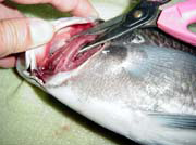 �����̎����A����E�ۑ����@