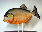 ���u���^�C�v�@����