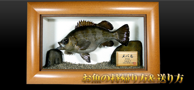 ���̑����